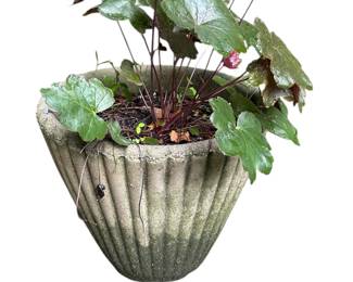 Outdoor Scalloped Edge Concrete Planter Pot with Alum Root Plant