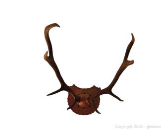 Mounted Antlers