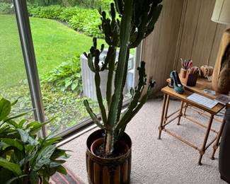 Live Plants
