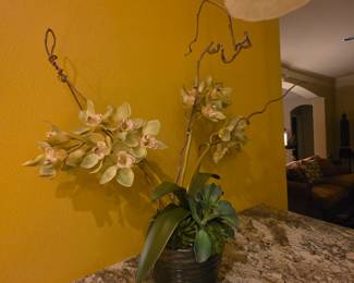 Plant