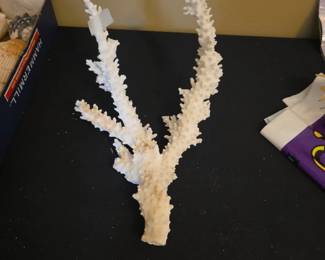 Large piece of coral