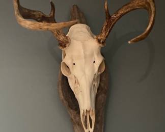 Euro Mount