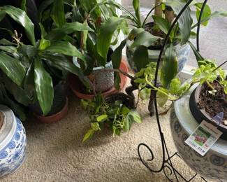 House Plants