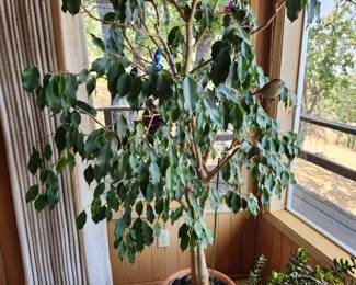 Ficus Tree.