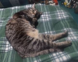 Zoey wants her tummy rubbed, so that's it for the pictures! Come and see us at the sale! (My cat is still not for sale)