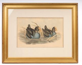 https://www.liveauctioneers.com/item/207340980_john-gould-gb-18041881-hand-colored-lithograph-porphyrio-bellus