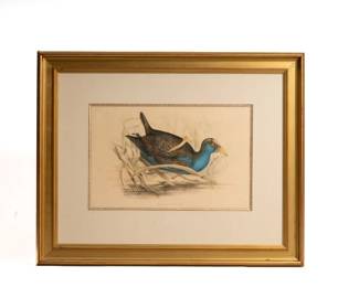 https://www.liveauctioneers.com/item/207340979_john-gould-british-18041881-porphyrio-bellus-hand-colored-lithograph