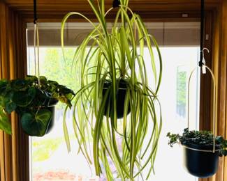 House plants