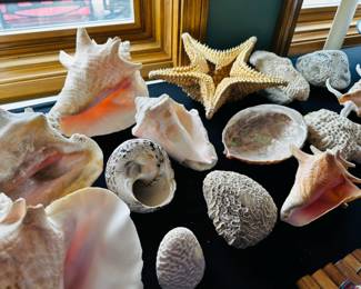 Ocean coral and seashells