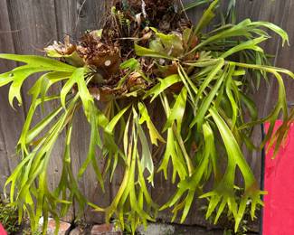 Staghorn ferns