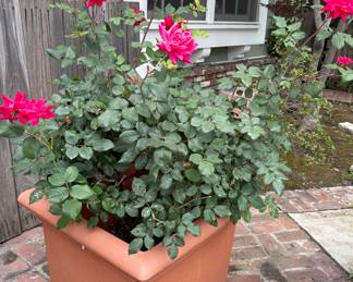 Rosebush for sale