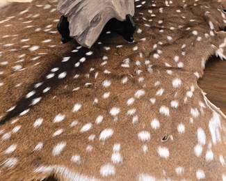 Axis Deer Skin