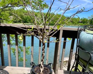 1 of 2 Live plants w/cast iron pots - I'll post updated pictures when we start setting up
