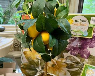 1 of 2 Small Lemon trees