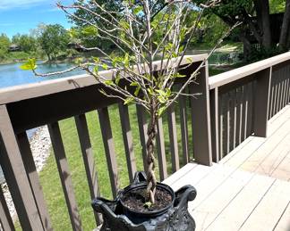 1 of 2 Live plants w/cast iron pots - I'll post updated pictures when we start setting up the sale