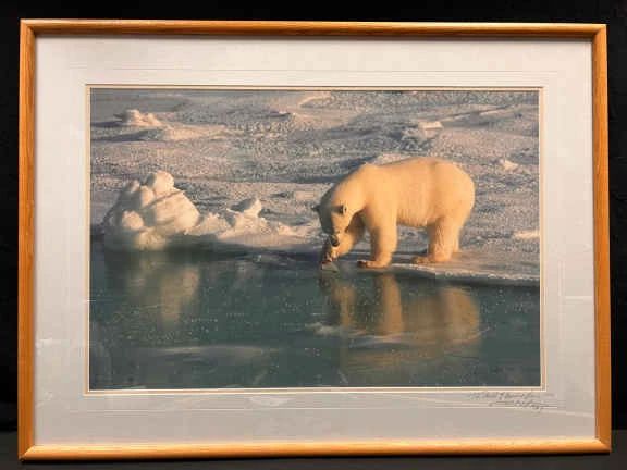 CT314RVThomas Mangelsen Polar Bear Photo