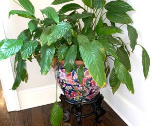Live plants and pots