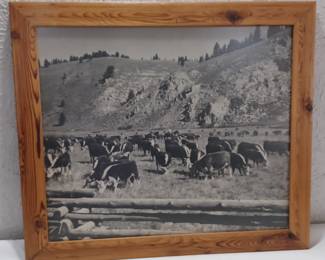 large photograph of cattle on Navajo indian reservation 1950s 60s given to consignors father a US conservation service agent