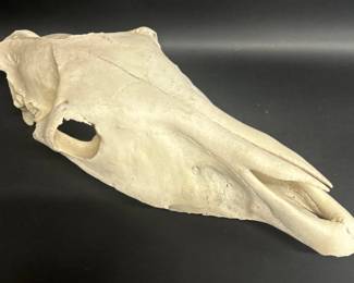 Giraffe skull