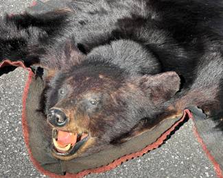 Taxidermy Black Bear rug
