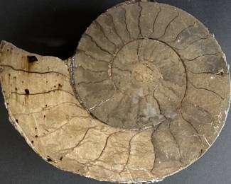 Ammonite fossil