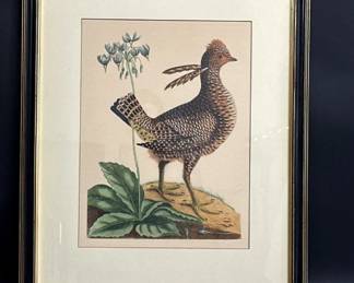 Mark Catesby Prairie Chicken engraving