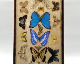 Beautifully framed butterfly and moth specimen collection
