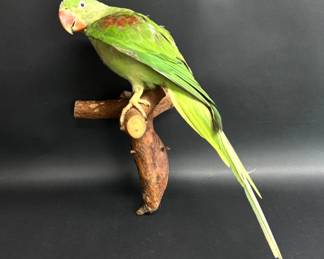 Taxidermied Alexandrine parrot