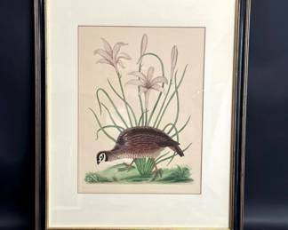 Mark Catesby American Partridge steel engraving
