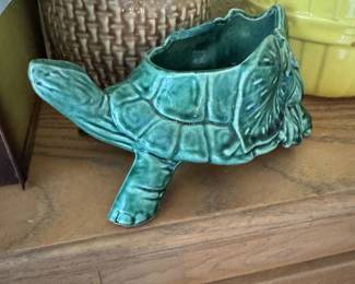 McCoy turtle