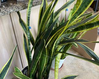 Living plants in pots