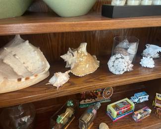 Sea Shells from around the globe