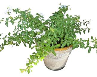 Potted White Plumbago