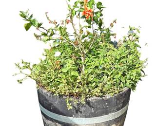 Barrel with Hibiscus and Purslane