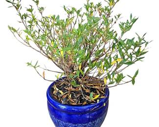 Potted Gardenia