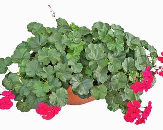 Potted Geranium