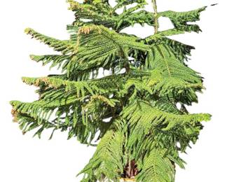 Potted Norfolk Island Pine