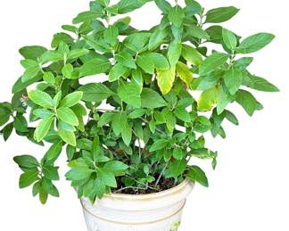 Unknown Live Plant