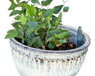 Large Ceramic Pot with Plant