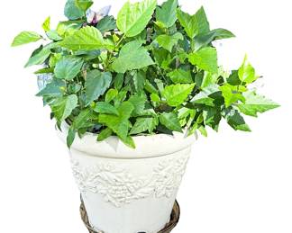Potted Flowering Plant