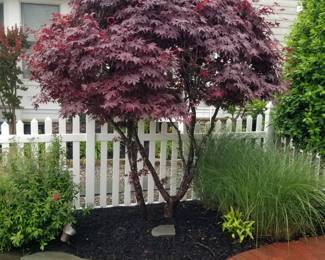 Japanese maple