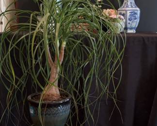 Artificial Plants Flowers , One Real Pony Tail Palm Plant