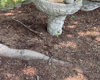 Bird Bath
