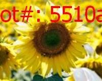 5510a result