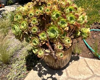 Succulent.