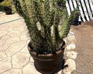 Awesome Cactus.