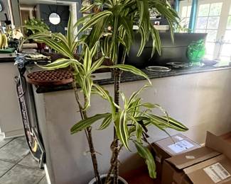 Indoor plant.