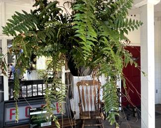 Ferns. I have four of them.