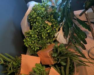 Plants