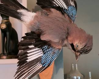 Exotic Bird Taxidermy